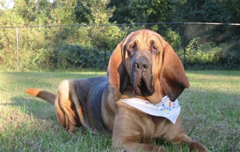 bloodhound puppies in north carolina|bloodhounds for adoption north carolina.